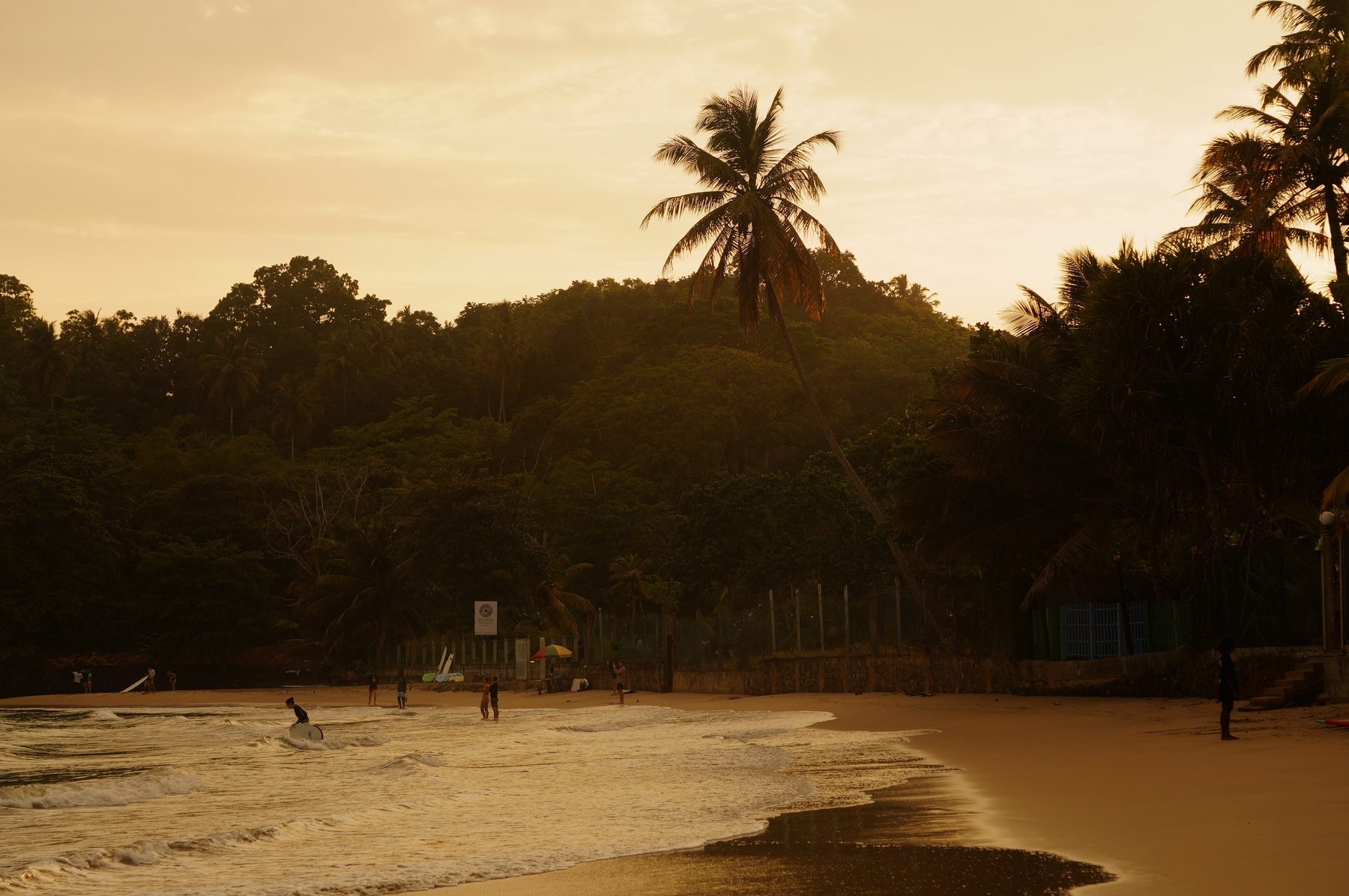 Sunset over the palms
